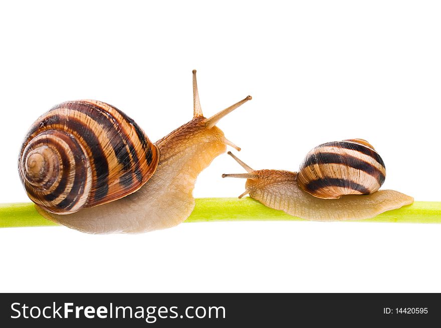 Big garden snails isolated on white background