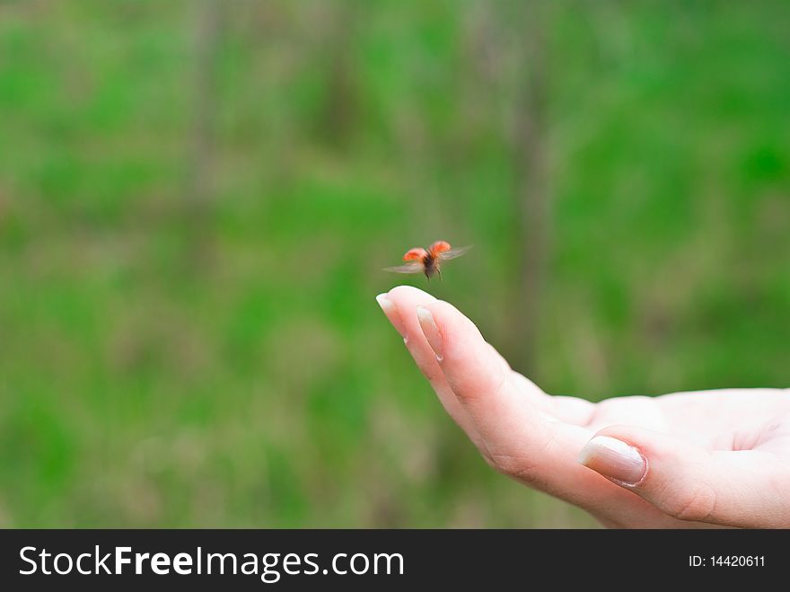 Ladybug flying from the hand. Ladybug flying from the hand