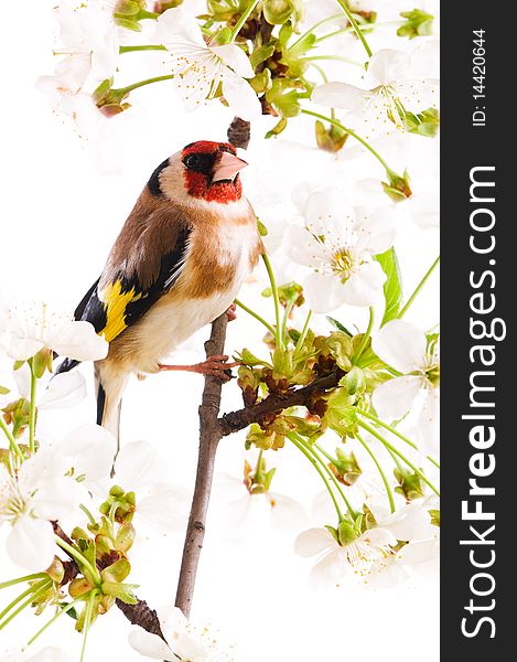 Goldfinch sitting on a branch of blossom tree