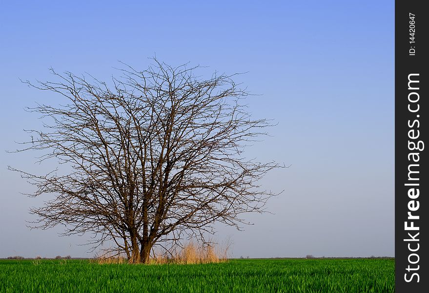 Tree in the field