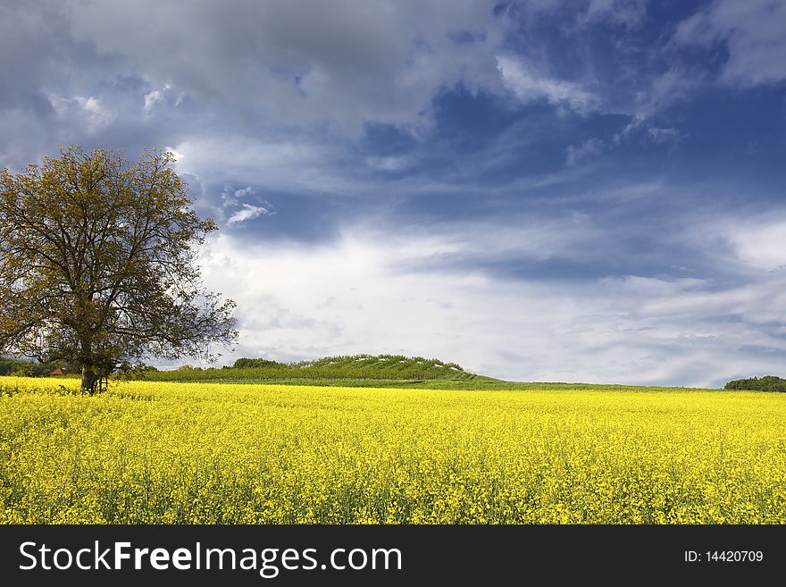 Canola field with dramatic sky and tree