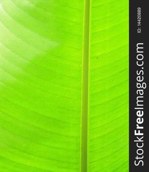 green leaf of banana tree