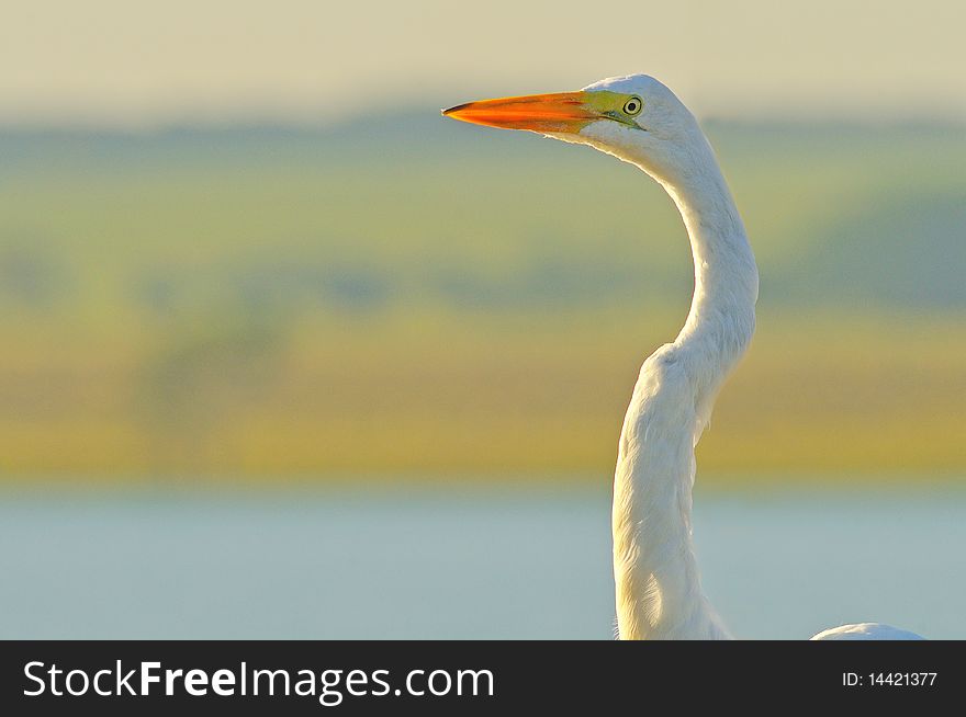 A bird called heron - Casmerodius alba