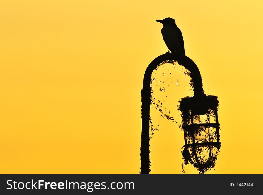 A bird silhouette in the sunset