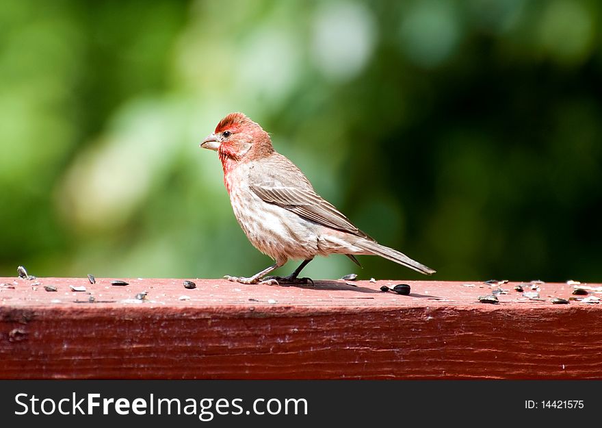 Cardinal eating sunflower seeds on deck rail