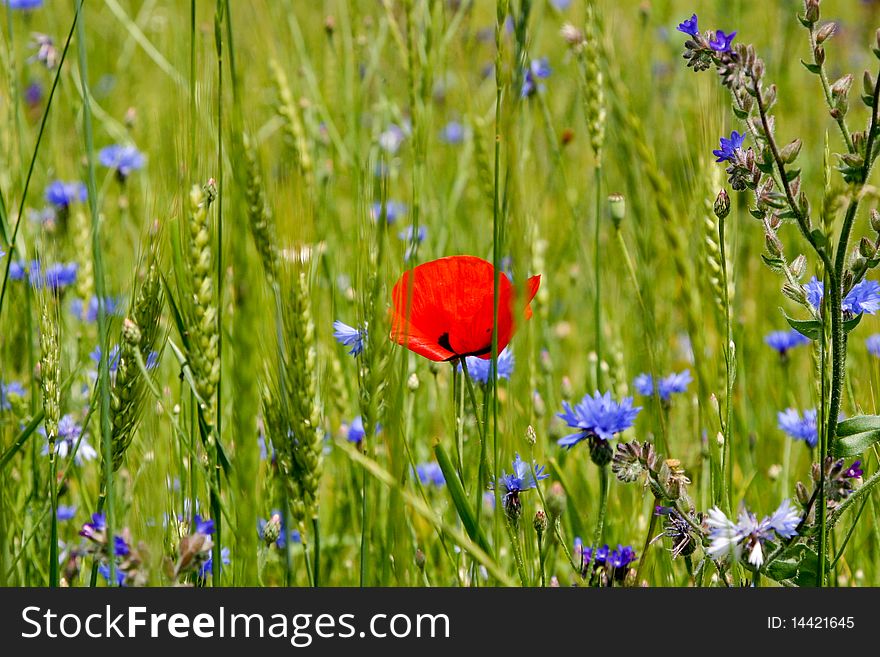 An image of flowers in summer field