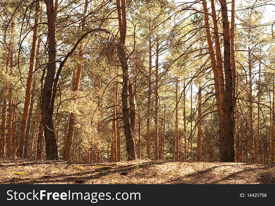 Beautiful pine forest in summer