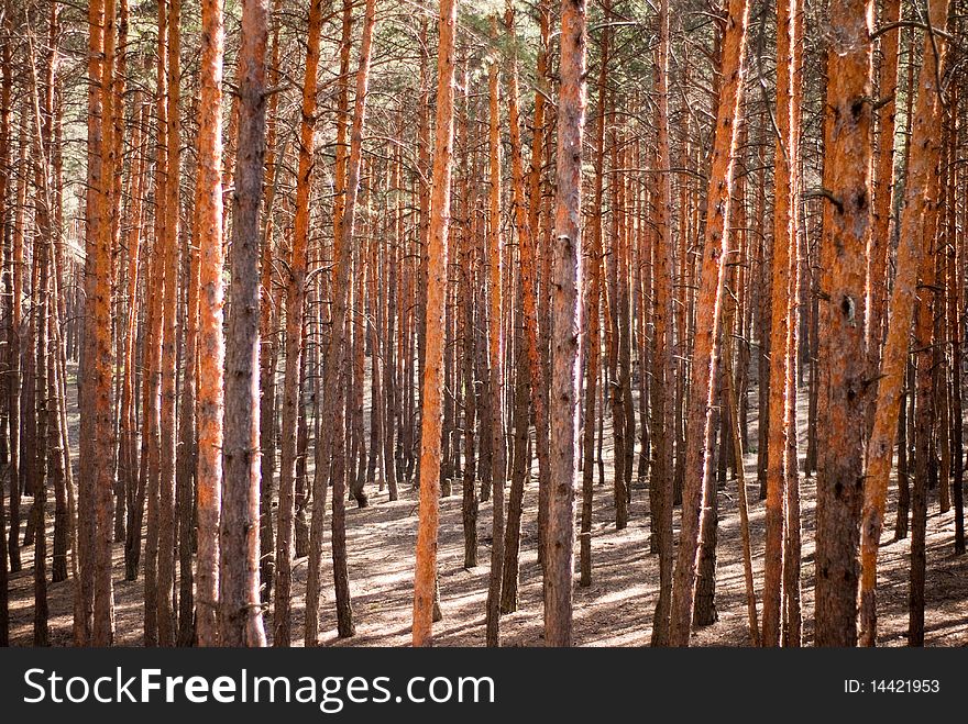 Beautiful pine forest in summer