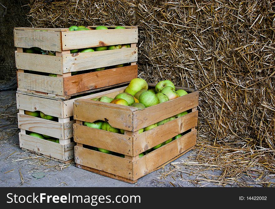 An image of green apples in boxes. An image of green apples in boxes