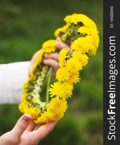 A wreath of dandelions in women's hands