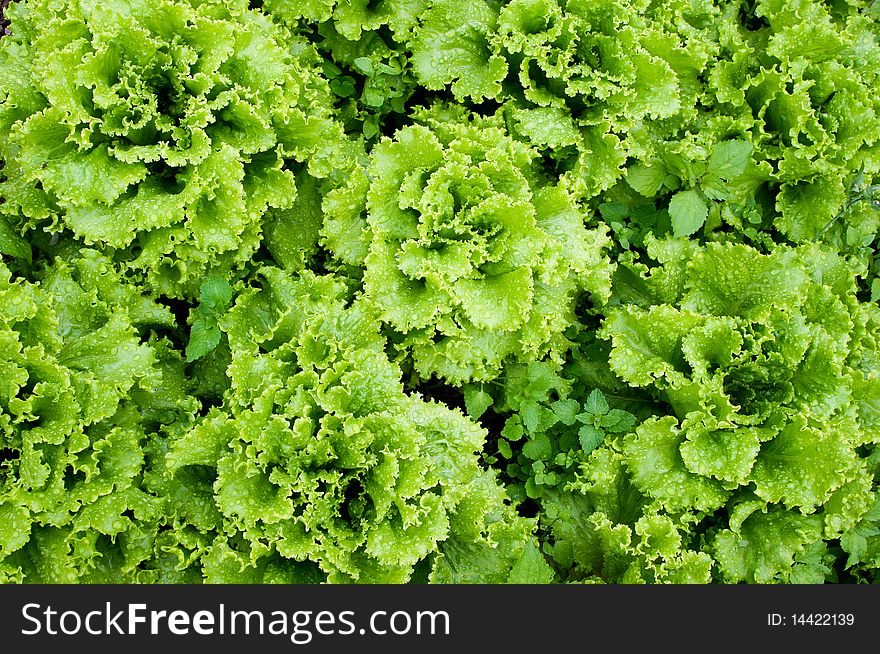 An image of leaves of green lettuce