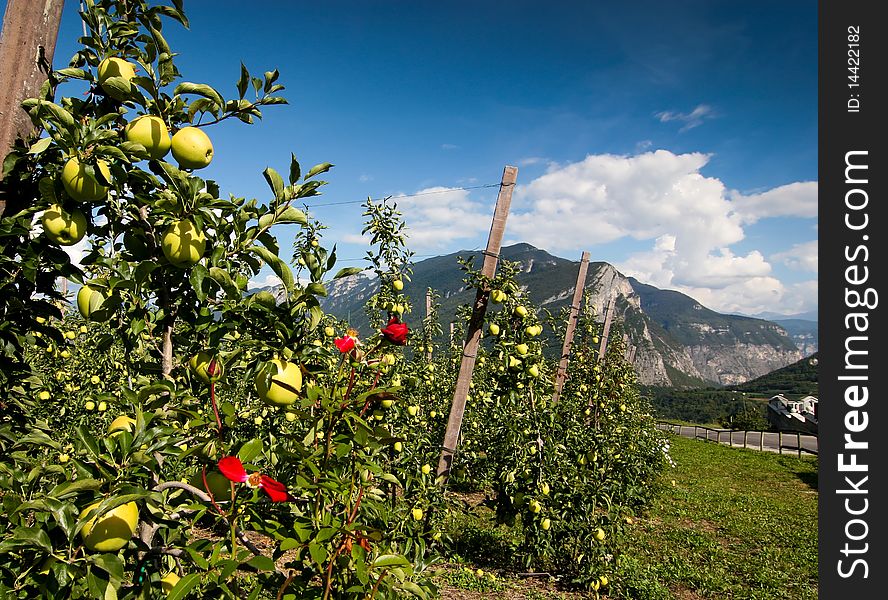Apples And Mountains