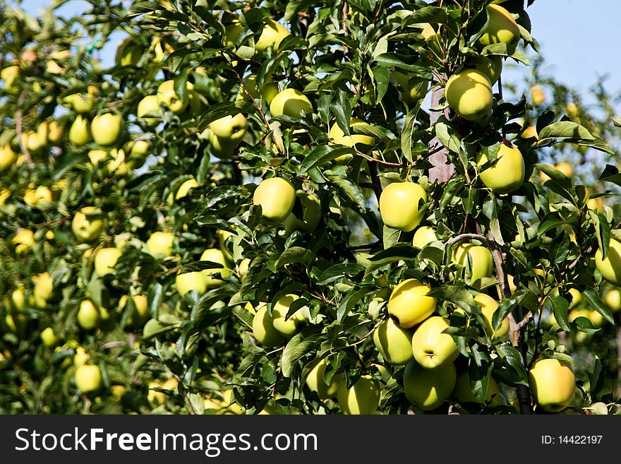 An image of yellow apples on the tree