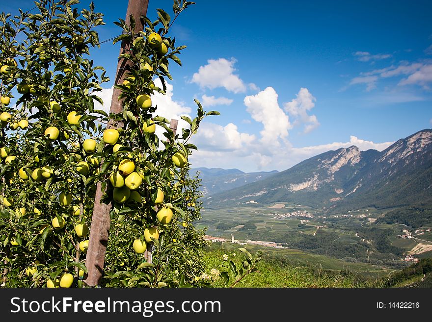 An image of yellow apples in the mountains. An image of yellow apples in the mountains