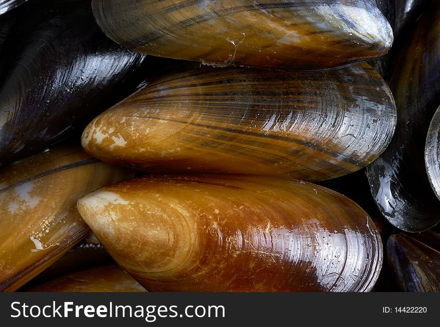 Fresh mussels in a pan in close up