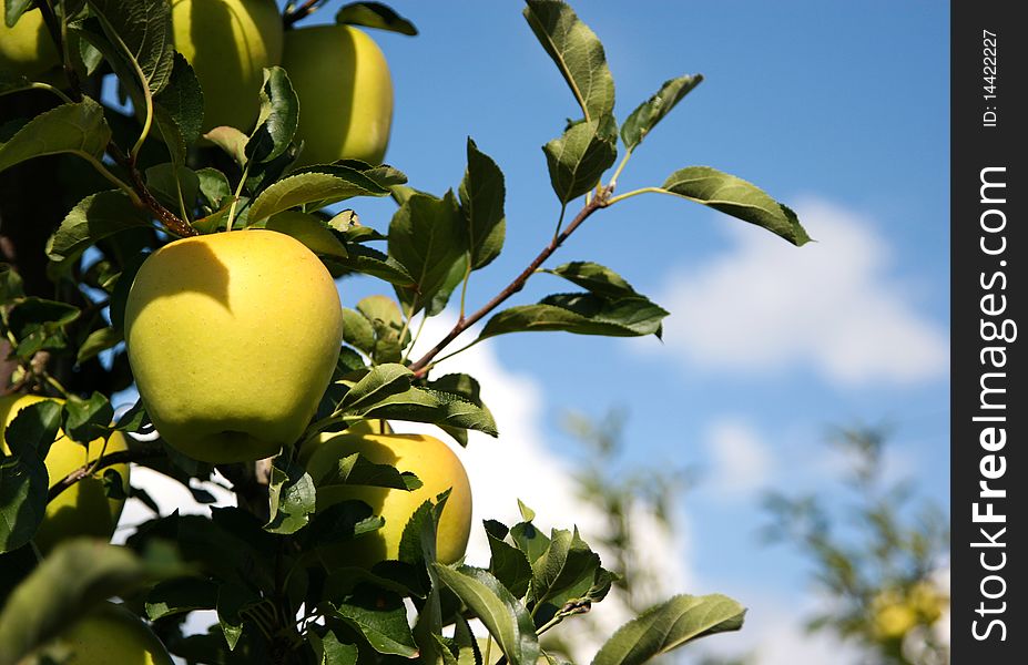 An image of yellow apples on the tree