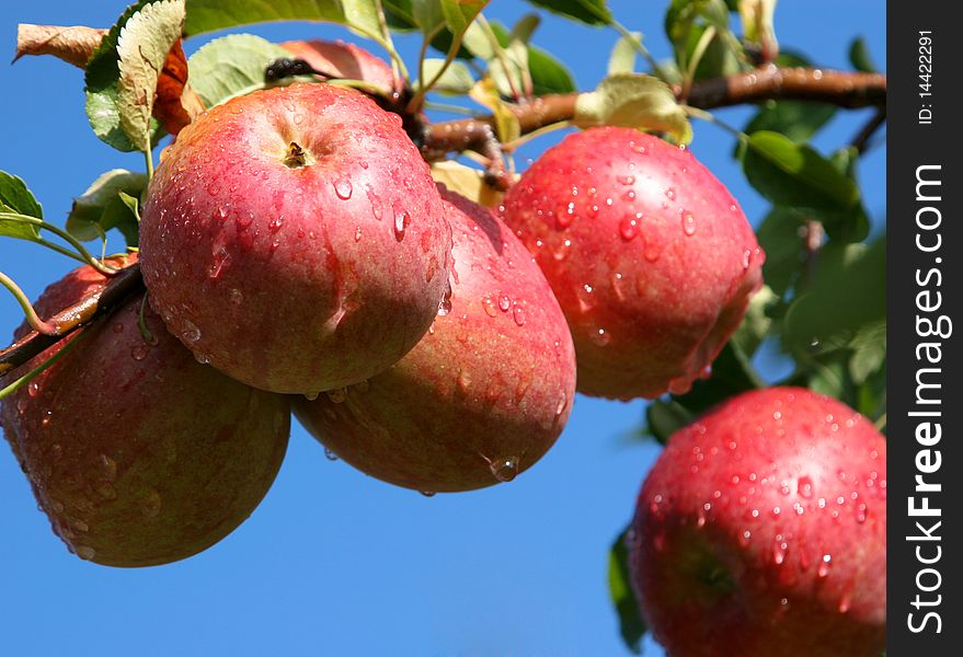An image of juicy wet red apples