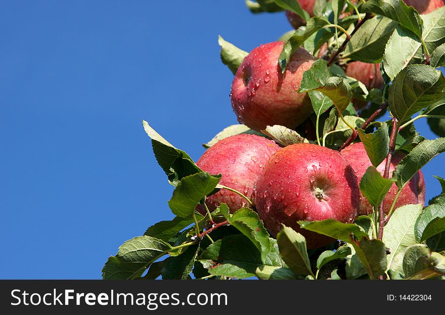 An image of juicy wet red apples