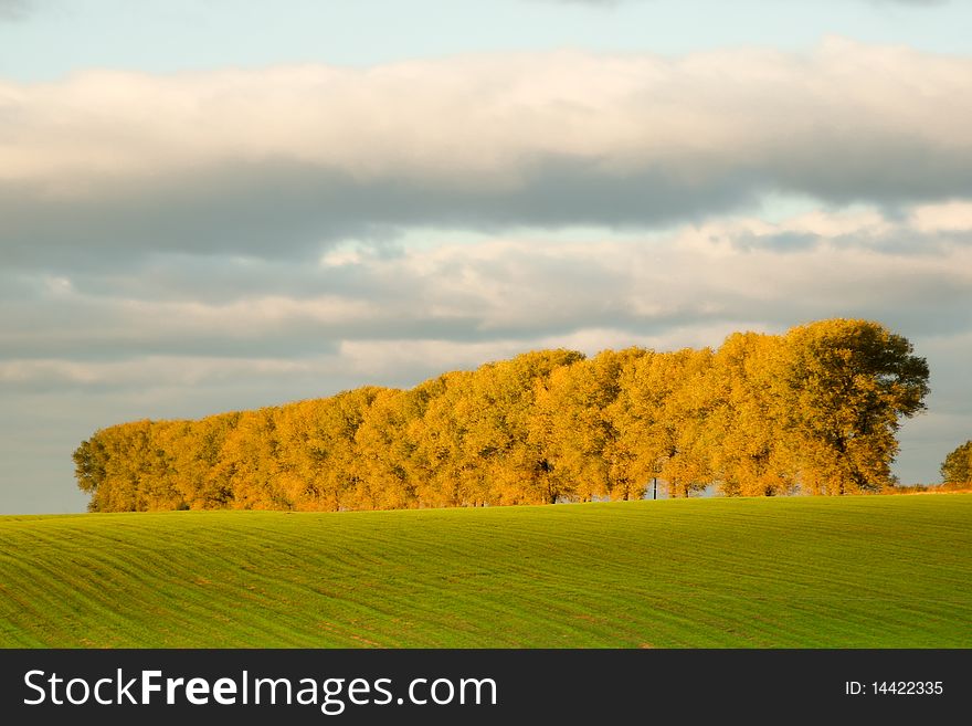 An image of green field and yellow trees. An image of green field and yellow trees