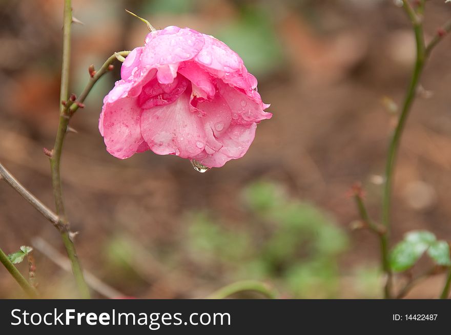 Rain drop on rose petals. Rain drop on rose petals