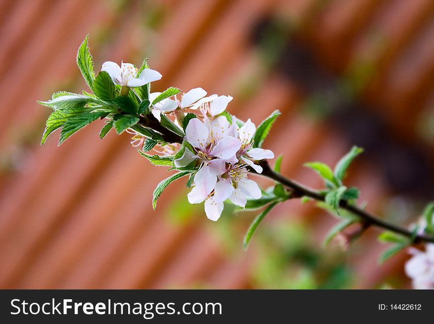 Beautiful cherry blossom on a background wall
