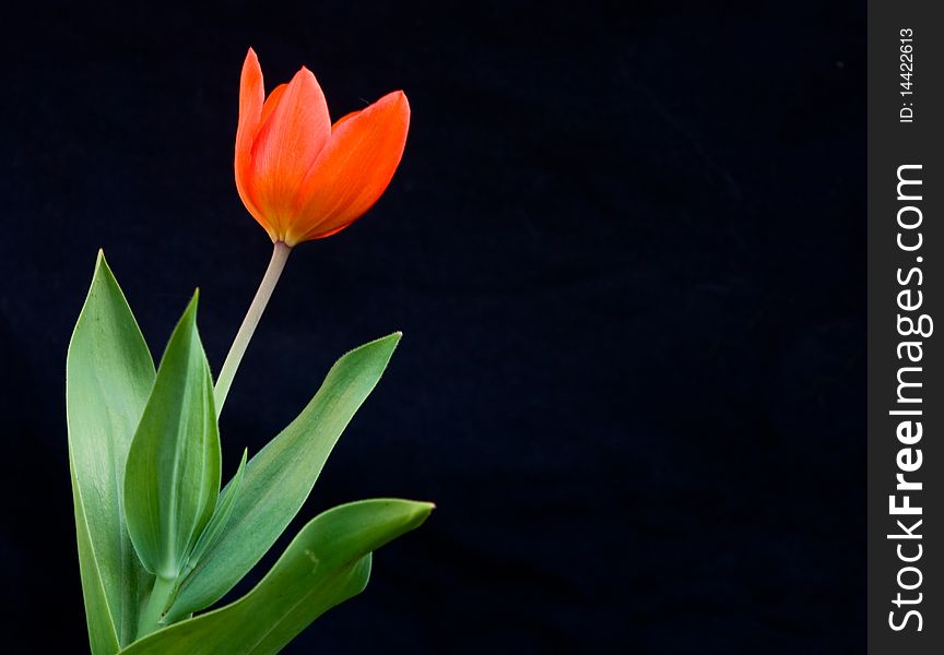 Beautiful bright red tulip on black background