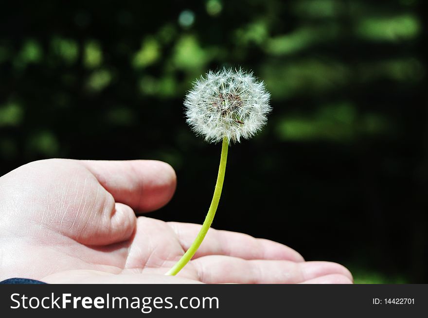 A dandelion in palm. Photo in Tibet, May, 2010.