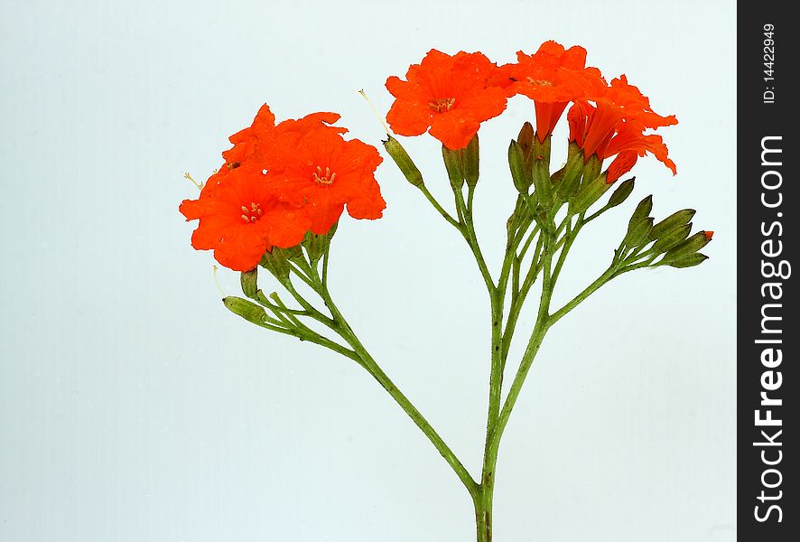 Group orange flowers of thhailand