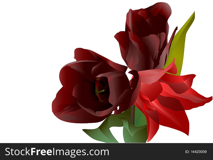 Three bright red flowers tulips with green leaves isolated on a white background. Three bright red flowers tulips with green leaves isolated on a white background