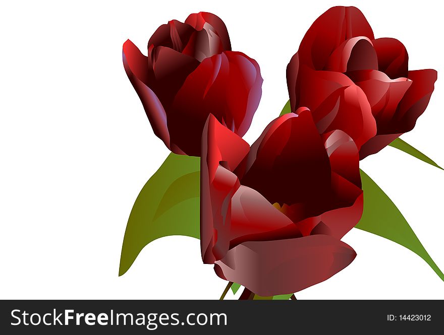 Three bright claret  flowers tulips with green leaves isolated on a white background. Three bright claret  flowers tulips with green leaves isolated on a white background