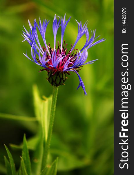 Blue flower of cornflower on a green background