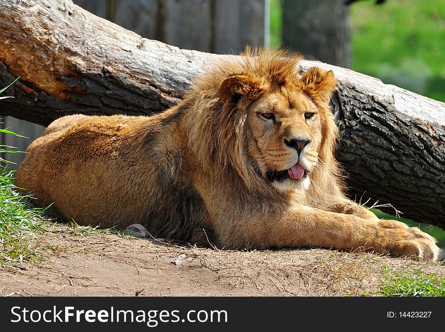 A lion is a male member of the species Panthera leo.