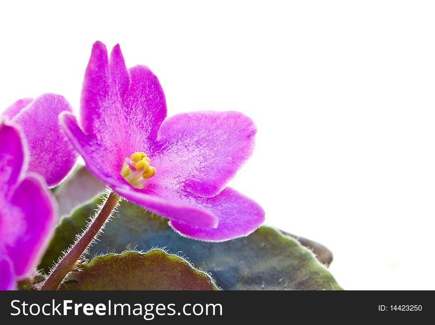 Isolated flowers of the viola