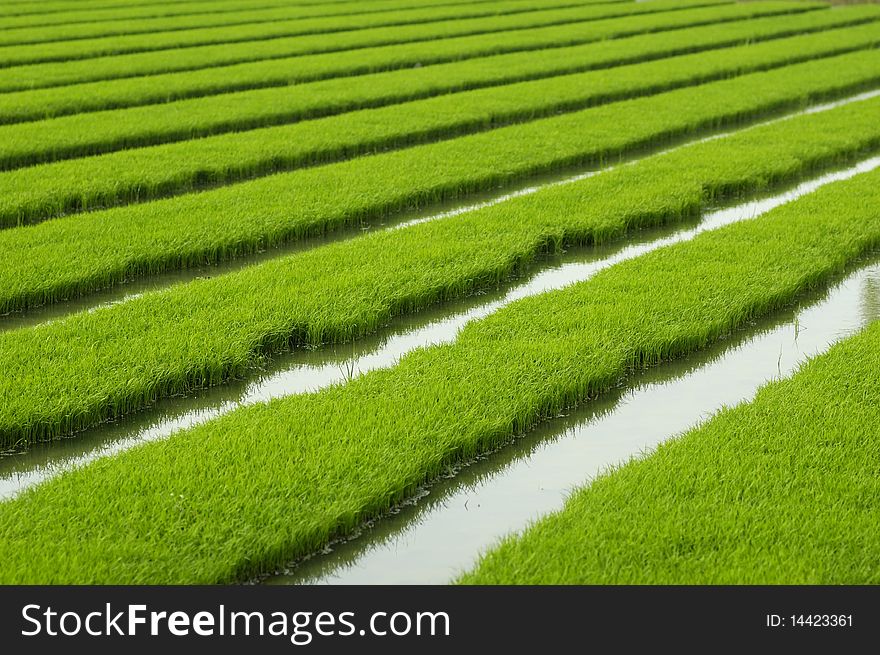 Rice seedlings in spring, China