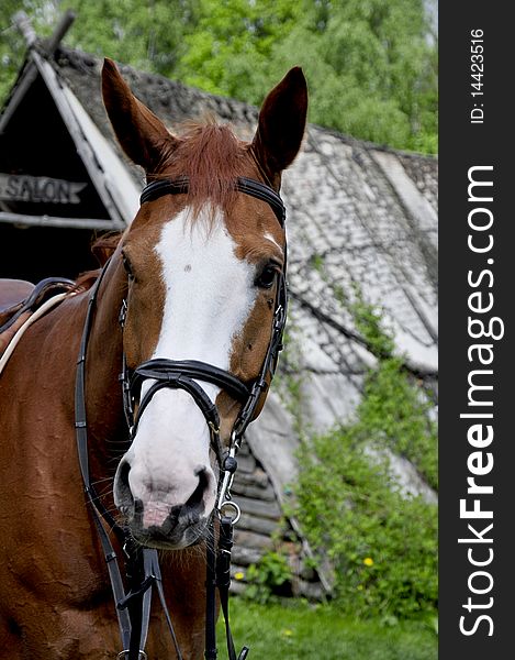 Horse portrait, horse on farm