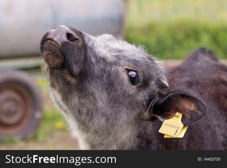 Calf perked up its head. Calf perked up its head.