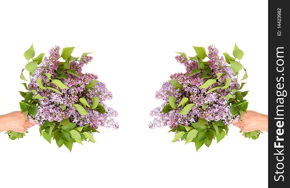 Two bouquet of lilac on white. Insulation