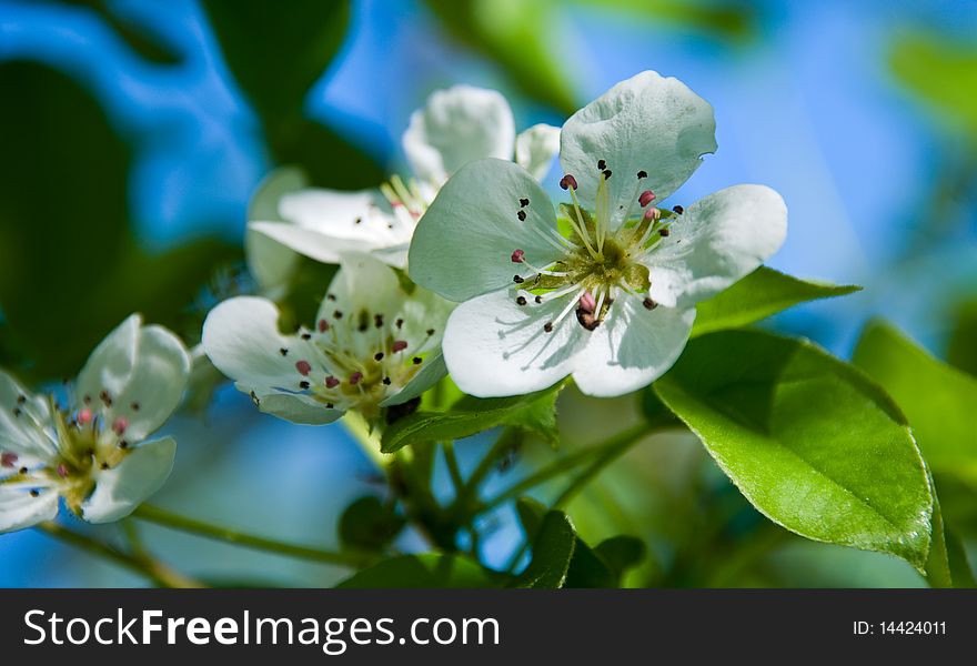 The white springs apples flowers. The white springs apples flowers