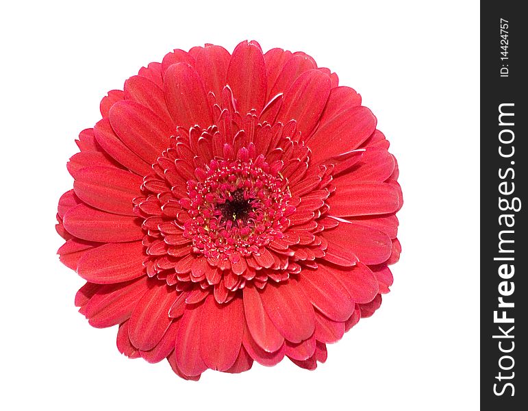 Gerbera Flower Isolated Over White