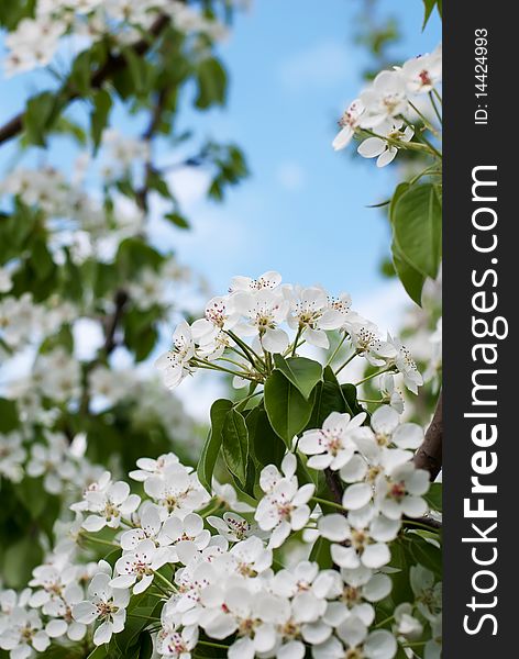 Cherry tree blossom. Shallow depth of field. Cherry tree blossom. Shallow depth of field.