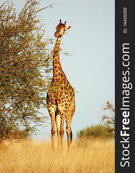 Giraffe in the bushveld of the Kruger Park, South Africa. Giraffe in the bushveld of the Kruger Park, South Africa.