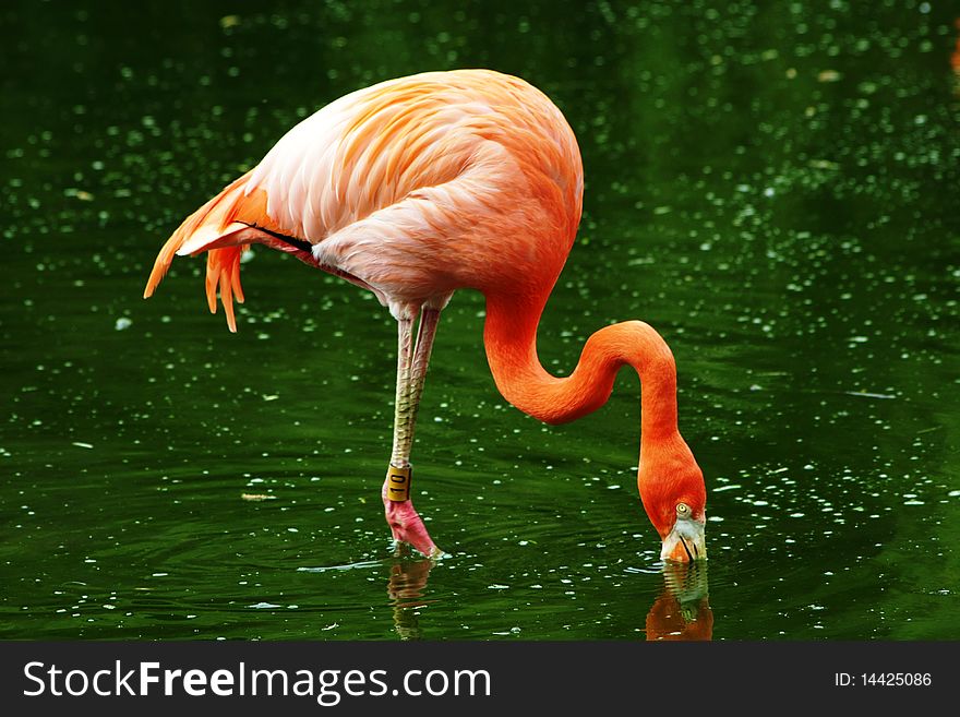 Pink flamingo drinking green water. Pink flamingo drinking green water