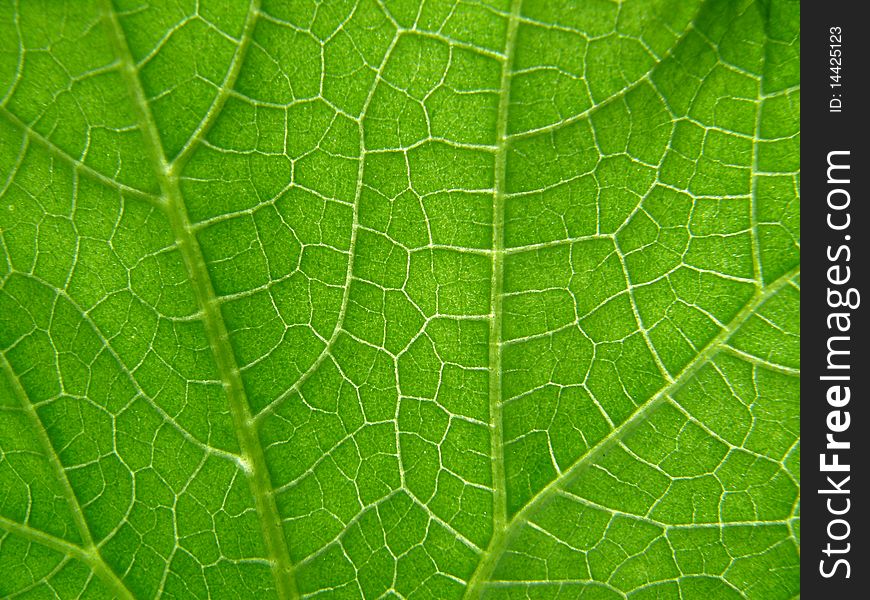 Green macro Texture of cucumber leaf