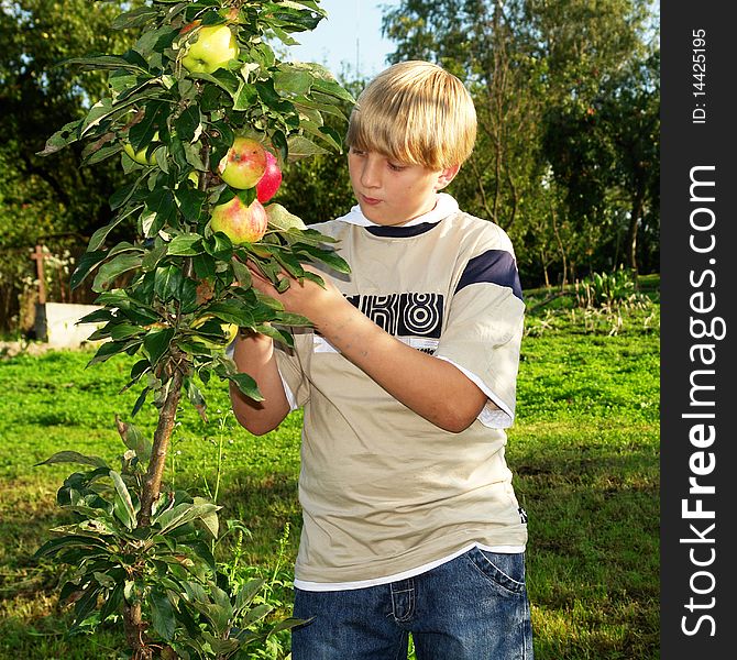 A teenager in the apple orchard with red apples. A teenager in the apple orchard with red apples