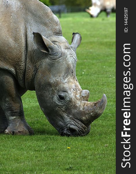 Big africa rhinoceros eating grass