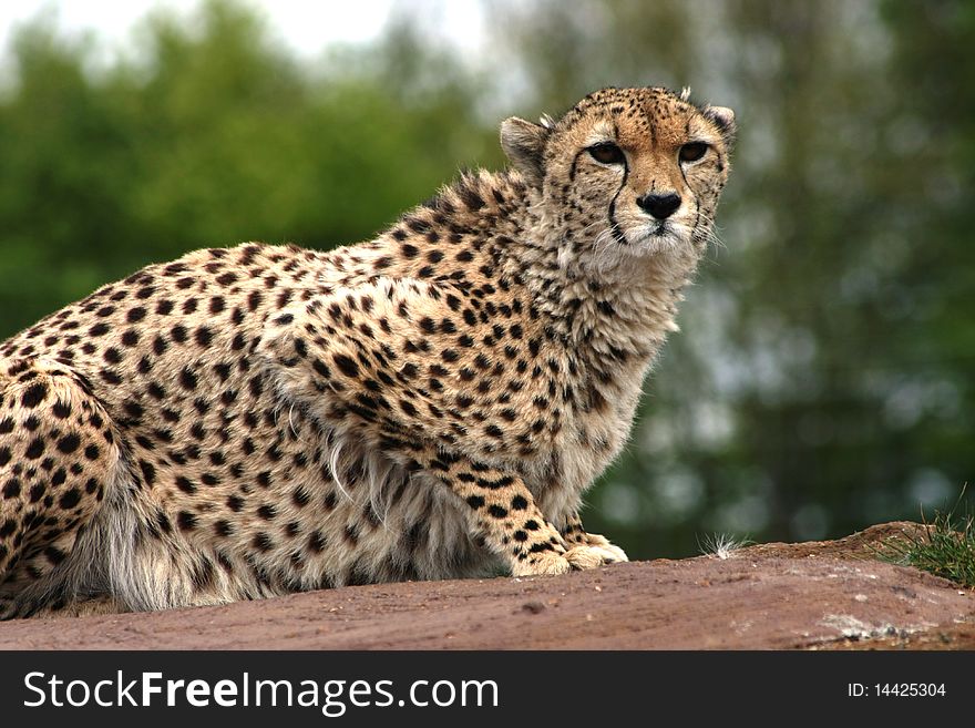 Beauty cheetah hunting in the wild. Beauty cheetah hunting in the wild