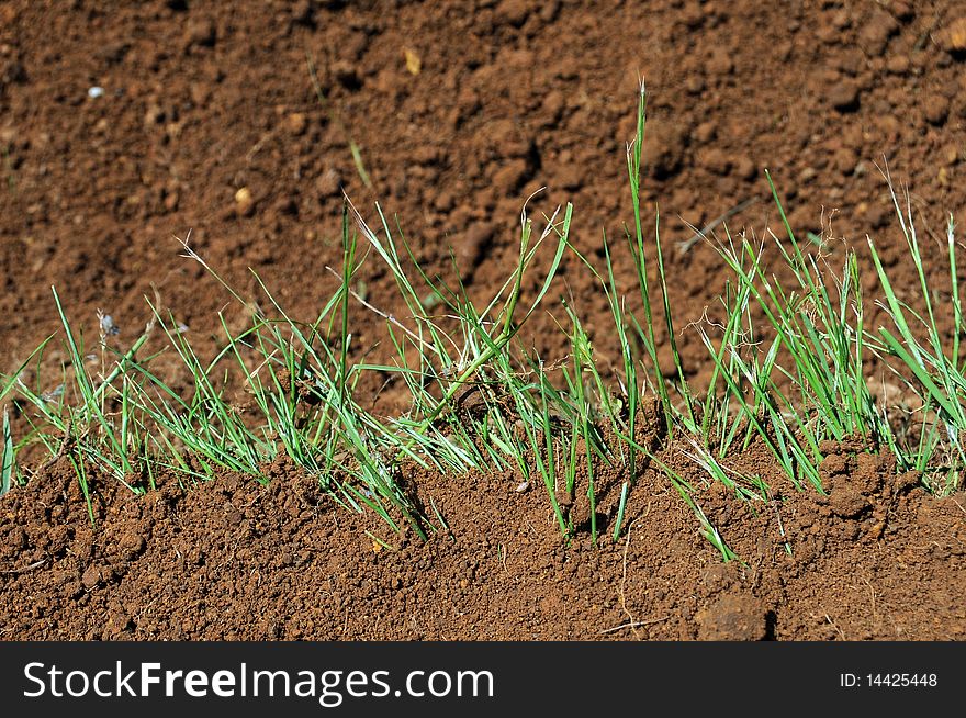 A thin line of green grass grows across a patch of dirt. A thin line of green grass grows across a patch of dirt