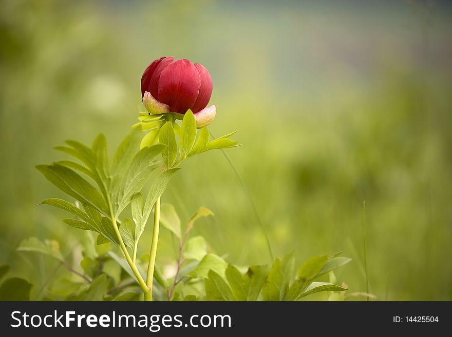 Wild peony flower. Please see my portfolio for more nature images.