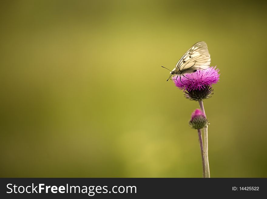 Butterfly On A Thistle With A Defocused Background