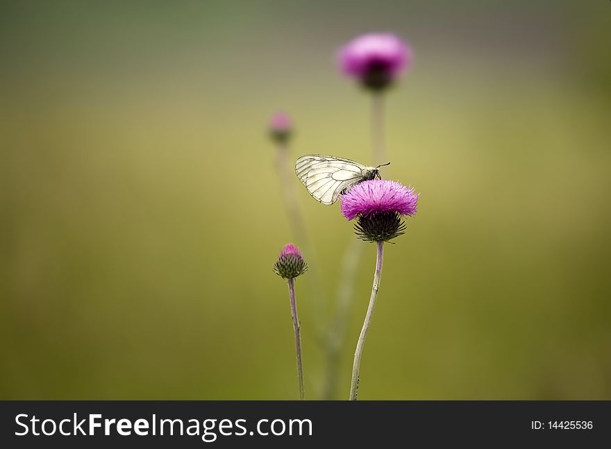 Butterfly On A Thistle With A Defocused Background